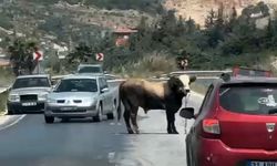 Kaçan kurbanlık boğa kara yoluna çıktı