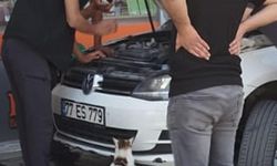 Kedi, yavrularının kurtarılmasını bekledi