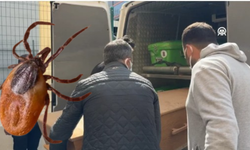 Kene ölümleri giderek artıyor