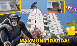Site sakinlerinin kabusu oldu! Maymun eşya bile çalıyor...