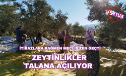 Zeytinlikler talana açılıyor