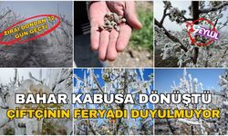 Bahar kabusa döndü: Zirai dondan 72 gün geçti, çiftçinin feryadı duyulmuyor