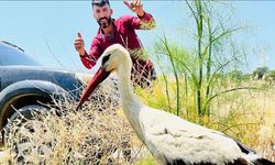 Yaralı leylek için seferber oldular