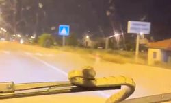 Seyir Halindeki Aracın Camında Yılan Şoku