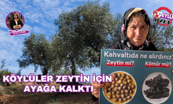 Köylüler zeytin için ayağa kalktı