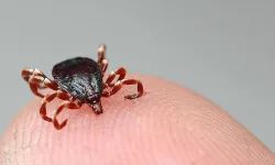 Kene alarmı: Son altı ayda 13 kişi hayatını kaybetti, uzmanlar uyardı!