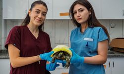 İzmir'de orman yangınından kurtarılan kaplumbağa tedavi altında!
