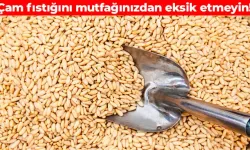 Çam fıstığının bilinmeyen mucizesi: Kemiklere güç, damarlara zırh!