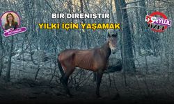 Bir Direniştir Yılkı İçin Yaşamak