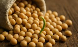 AB'den GDO'lu soya ithalatına onay
