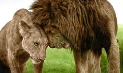 Aslan burcu kadını ve Aslan erkeği burç uyumu: Kova ile Aslan burcu nasıl anlaşır?