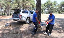 İzmir Buca'da sessiz çığlığa hayat veren hamle: Kavurucu sıcaklara karşı can dostları için seferberlik