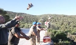 İzmir'de 'kınalı keklikler' doğaya salındı
