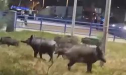 İzmir Narlıdere'de şehre yaban domuzları indi!