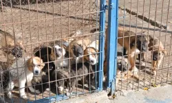 Hayvana şiddete karşı İzmir Barosu isyanda: 'Bu düzenin parçası olmayacağız!'