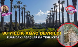 80 yıllık ağaç devrildi, Fuar’daki ağaçlar da tehlikede!