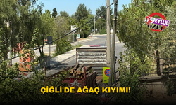 Çiğli'de ağaç kıyımı!