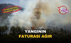 İzmir’i saran yangınların faturası ağır: Ekolojik yıkım, ekonomik kayıp, 50 bin hayvan otlaksız kaldı!