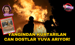 Çeşme'de yangından kurtarılan can dostlar yuva arıyor!