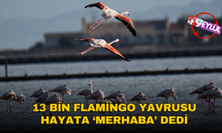 İzmir Kuş Cenneti’nde 13 bin flamingo yavrusu hayata ‘merhaba’ dedi