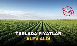 Tarlada fiyatlar alev aldı: Tarım ÜFE'de yıllık artış yüzde 50'yi aştı, meyve fiyatları uçuşa geçti