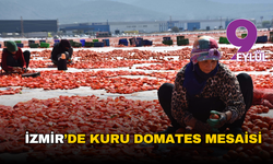 İzmir'de kuru domates mesaisi