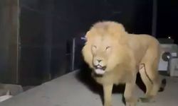 Manavgat'ta öldürülen aslan 'Zeus' ile ilgili yeni detay