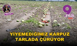 Yiyemediğimiz karpuz tarlada çürüyor