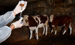 Şap hastalığı nedir, nasıl bulaşır?
