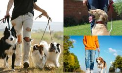 İzmir'deki En Güzel Köpek Parkları: Pati Dostlarına Özel Yeşil Alanlar