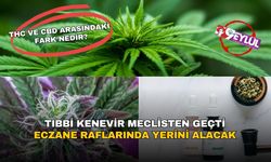 Kenevir eczanelerde vitrine çıkıyor