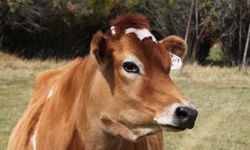 Jersey süt ne demek? Jersey sütü faydaları neler? Jersey sütü kaç TL? Jersey süt direkt içilir mi?