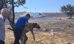 Seferihisar'dan can dostlar için dayanışma örneği!