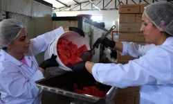 Tarlada 1 liraydı, pekmez oldu 25 kat değerlendi: Osmaneli karpuzunun 'tatlı' zaferi