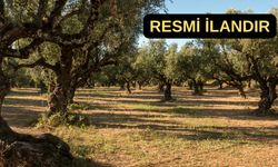 Bayındır Vergi Dairesi Müdürlüğü zeytinlik satıyor