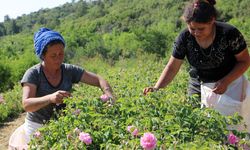 Zirai don vurdu: Gül rekoltesinde yüzde 30 düşüş