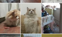 İzmir’de kaybolan kedi için 5 bin lira ödül kondu