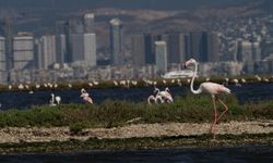 Flamingo yolu turları İzmir’de yeniden başladı