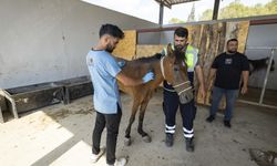 Aç ve susuz bırakılan atlar İzmir’de güvenli yuvaya kavuştu