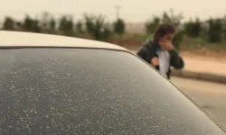 Uzmanlardan polen uyarısı: Cuma ve cumartesi zirve yapacak