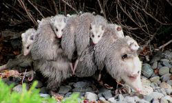 “Scrat'ın akrabası mı?” Keseli sıçanlar gerçek hayatta da var!