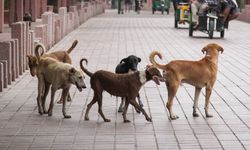 Sokak köpekleri için umut kararı: Mahkeme geri adım attı
