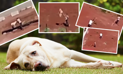 Yer: Kars! Belediye çalışanları köpeklere demir çubuklarla işkence yaptı, o görüntülere tepki yağdı