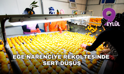 Ege narenciye rekoltesinde sert düşüş