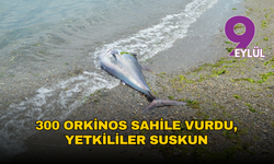 300 orkinos sahile vurdu, yetkililer suskun