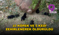 İzmir Selçuk'ta hayvan katliamı: 10 köpek ve 5 kedi zehirlenerek öldürüldü