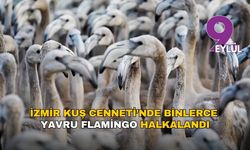 İzmir Kuş Cenneti’nde binlerce yavru flamingo halkalandı
