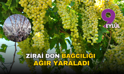 İzmir Ticaret Borsası: Zirai don bağcılığı ağır yaraladı