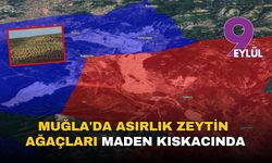 Muğla'da asırlık zeytin ağaçları maden kıskacında