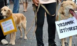 İstanbul'da dehşet: Bir köpeği katletti, diğerinin derisini yüzüp kaçtı